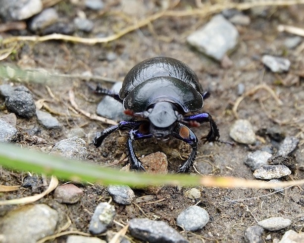 Dor beetle
